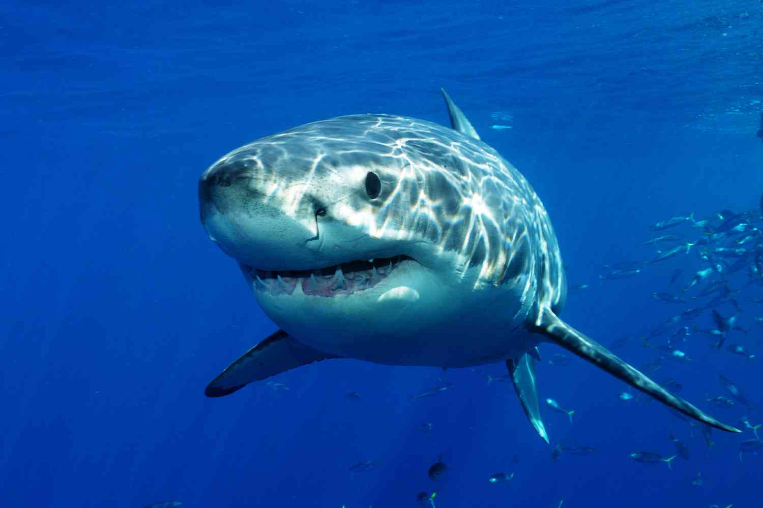 Huge Great White Shark