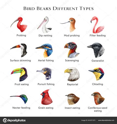 Illustrazione Stock Bird Beaks Different Types Illustration Set Hand