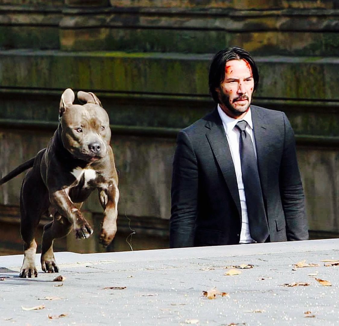 In John Wick 2 John Doesn T Name His Second Dog For Two Reasons One