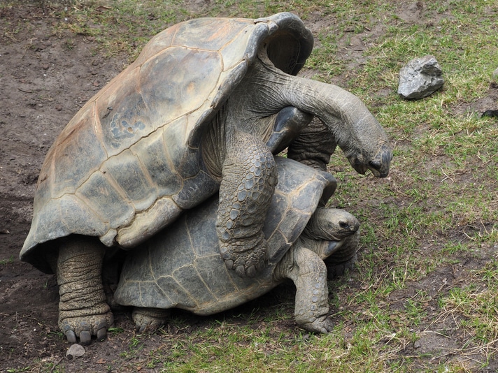 Jonathan The Tortoise 190 Year Old Becomes The World S Oldest Living