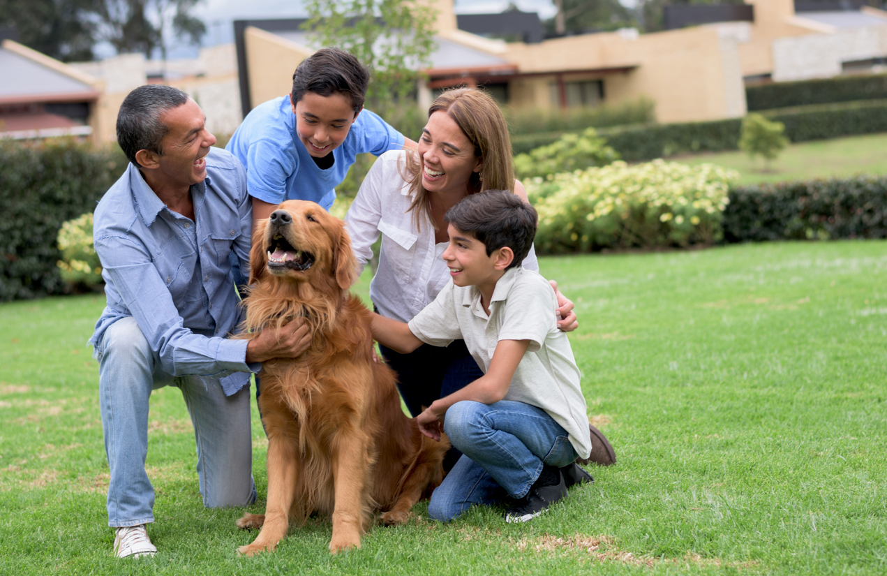 Keep Your Dogs Safe From Ticks Mosquito Sheriff