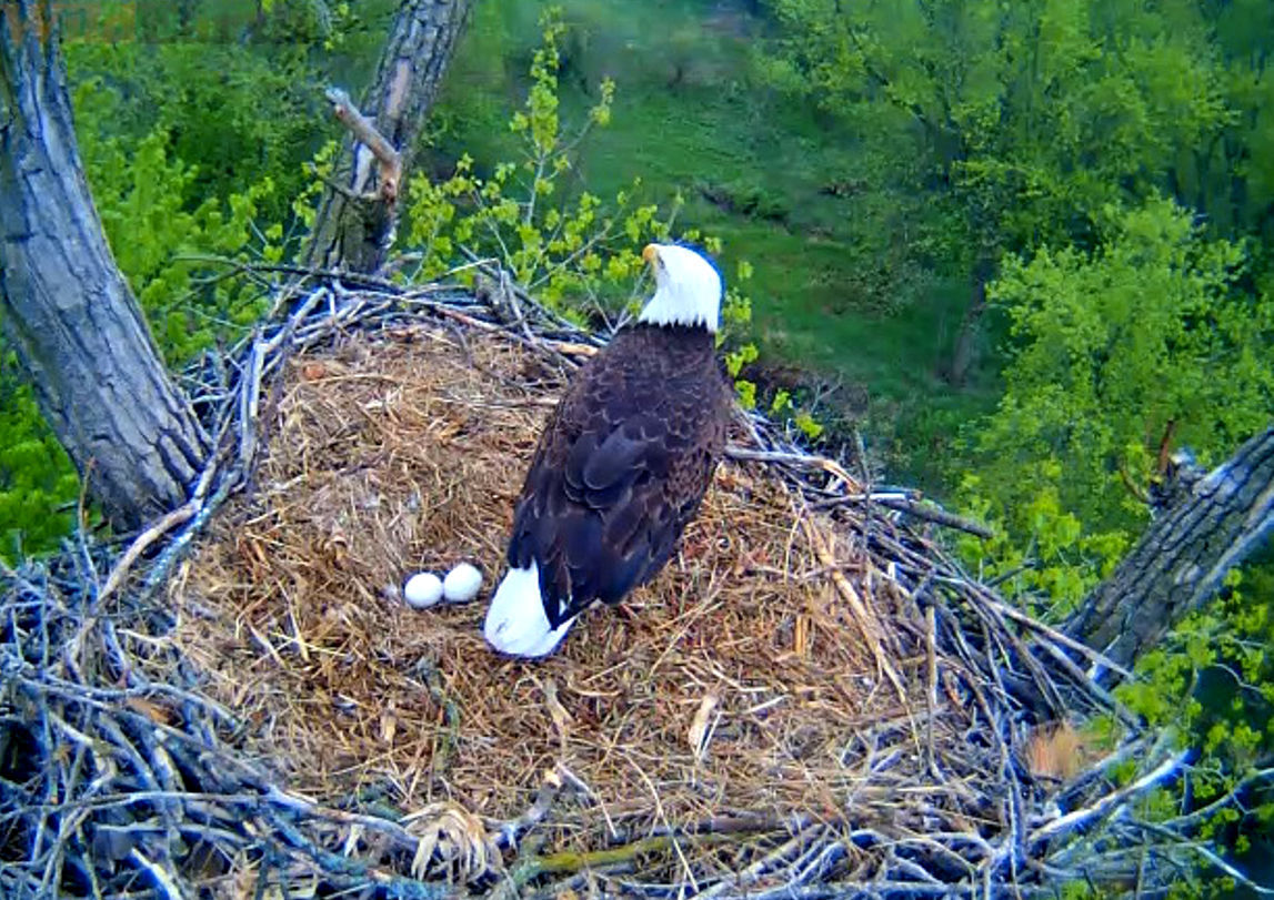 Kids Learn From Eagles Tending Eggs That Will Never Hatch Local