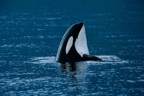 Killer Whale Close Up Orcinus Orca Killer Whale Facts And Information