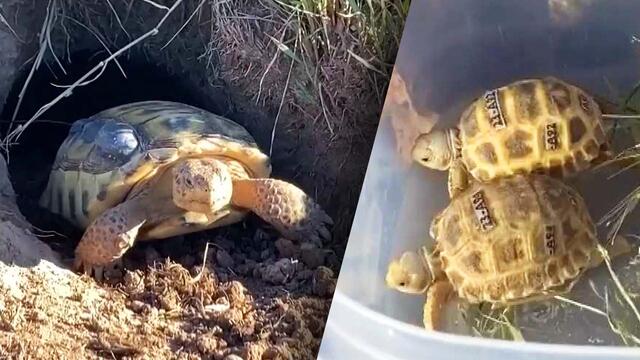 Lifetime Of Tortoise