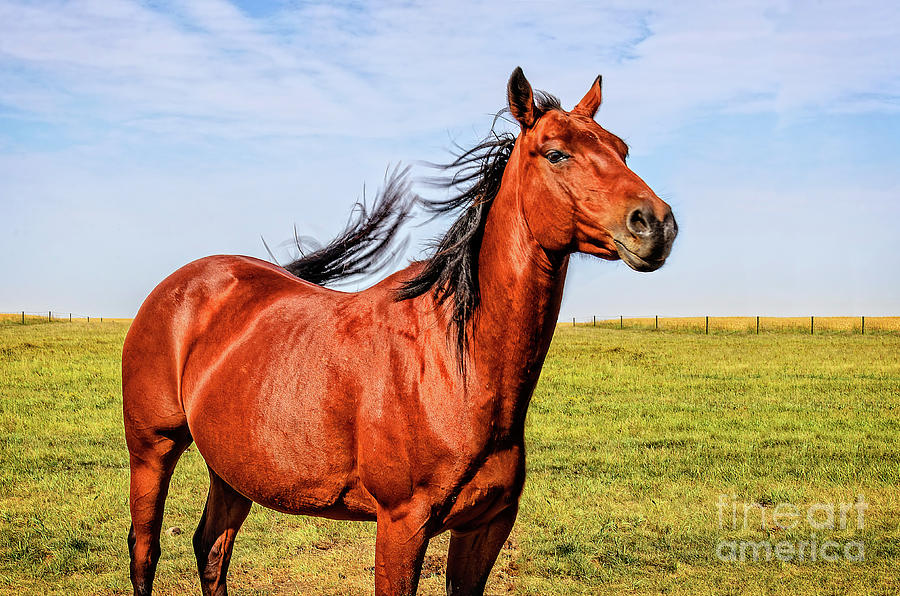 Light Reddish Brown Horses Crossword