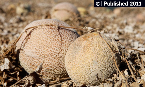 Listeria Outbreak Traced To Colorado Cantaloupe Packing Shed The New