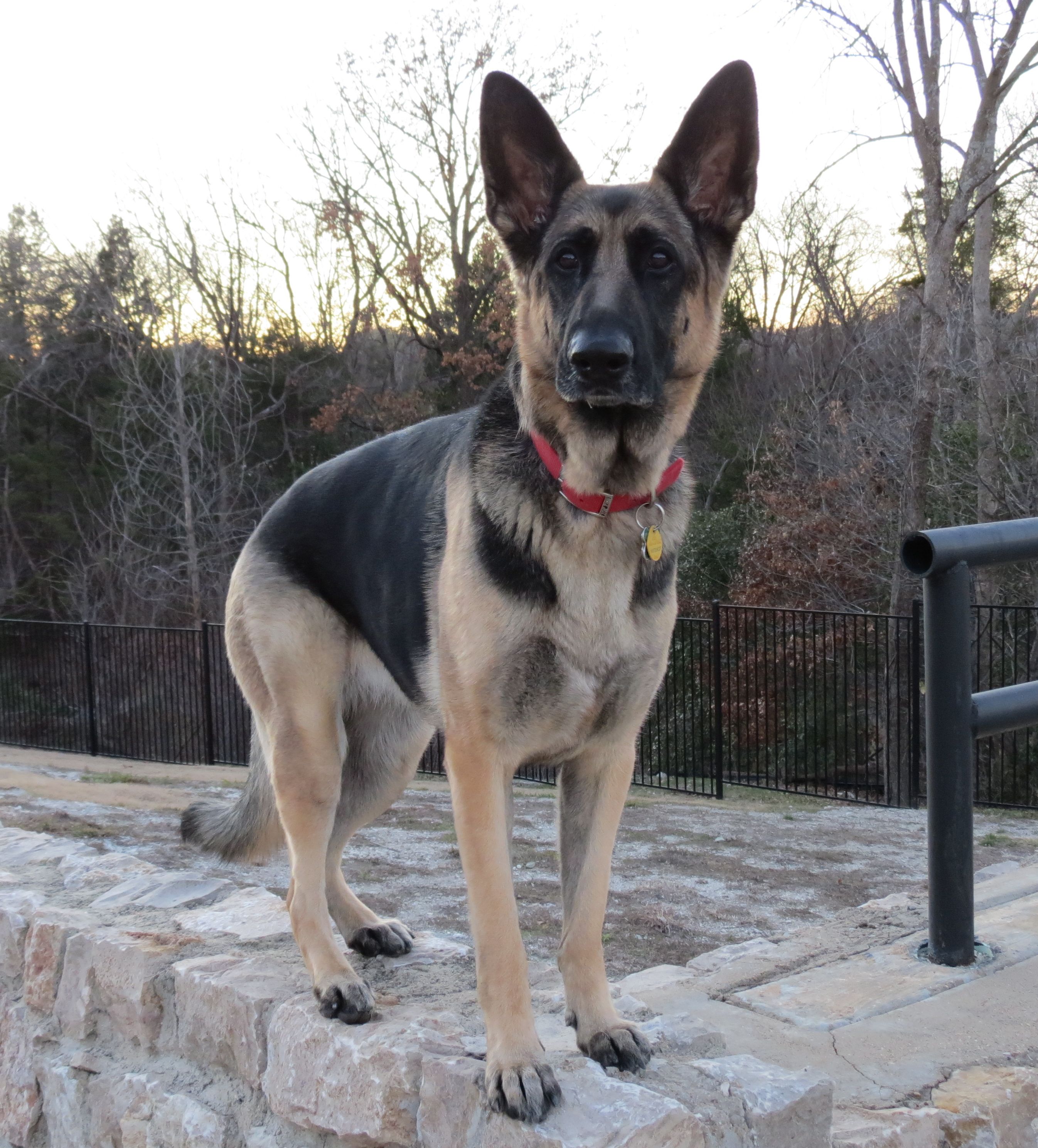 Little Lion German Shepherd Pictures Pinterest Lions German