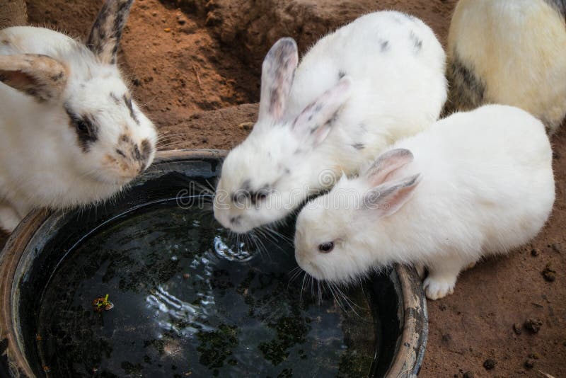 Little White Rabbit Drink Water Stock Photo Image Of Adorable Nature