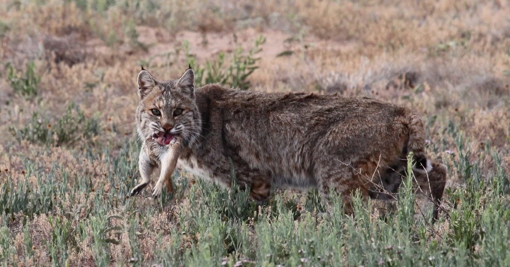 Living Rootless On The Way To El Paso Dallas Wildlife