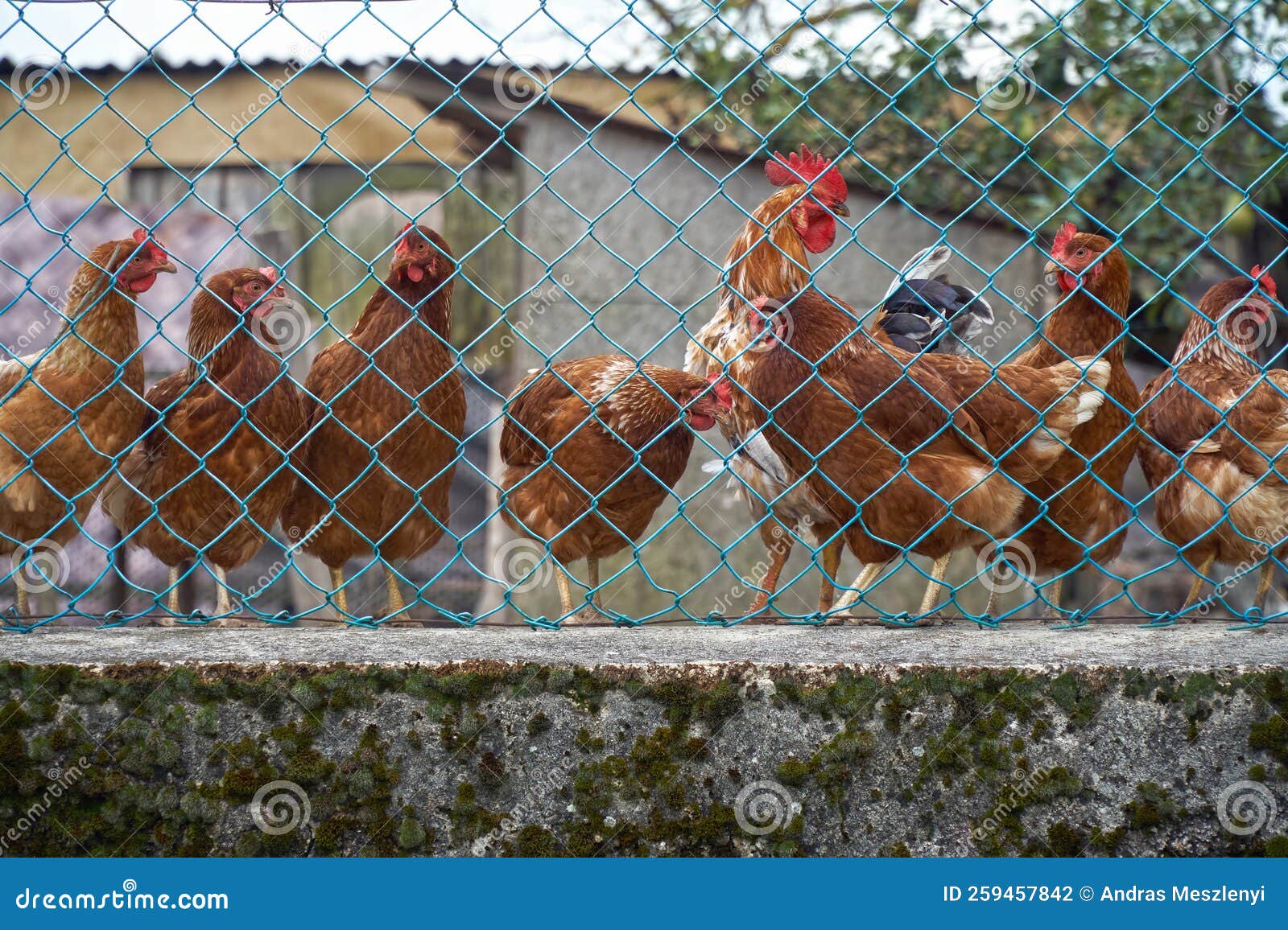 Meat Chickens Hens Or Roosters At Julia Underwood Blog