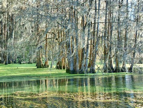 Merritt S Mill Pond Marianna Florida Top Hot Springs