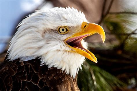 Michigan Dnr Offers Tips For Spotting Bald Eagles Golden Eagles This