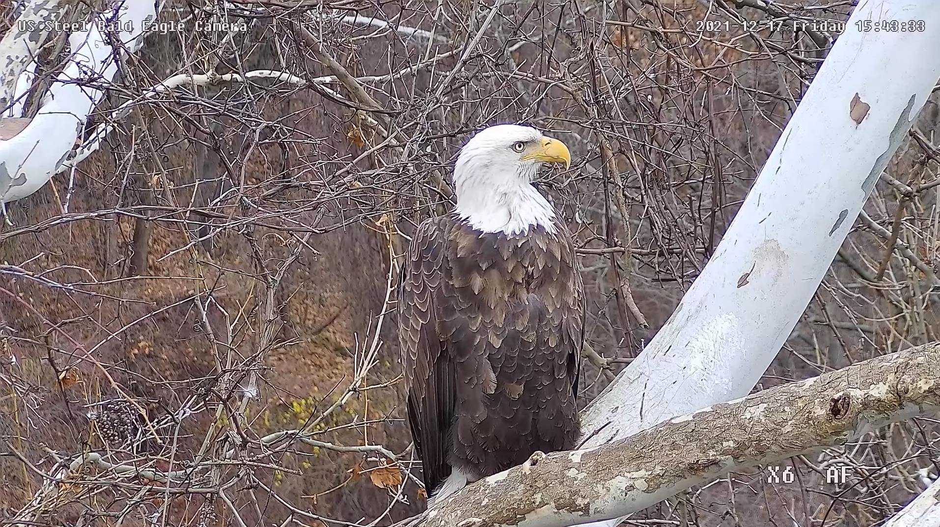 Missouri S Only Bald Eagle Camera Goes Live