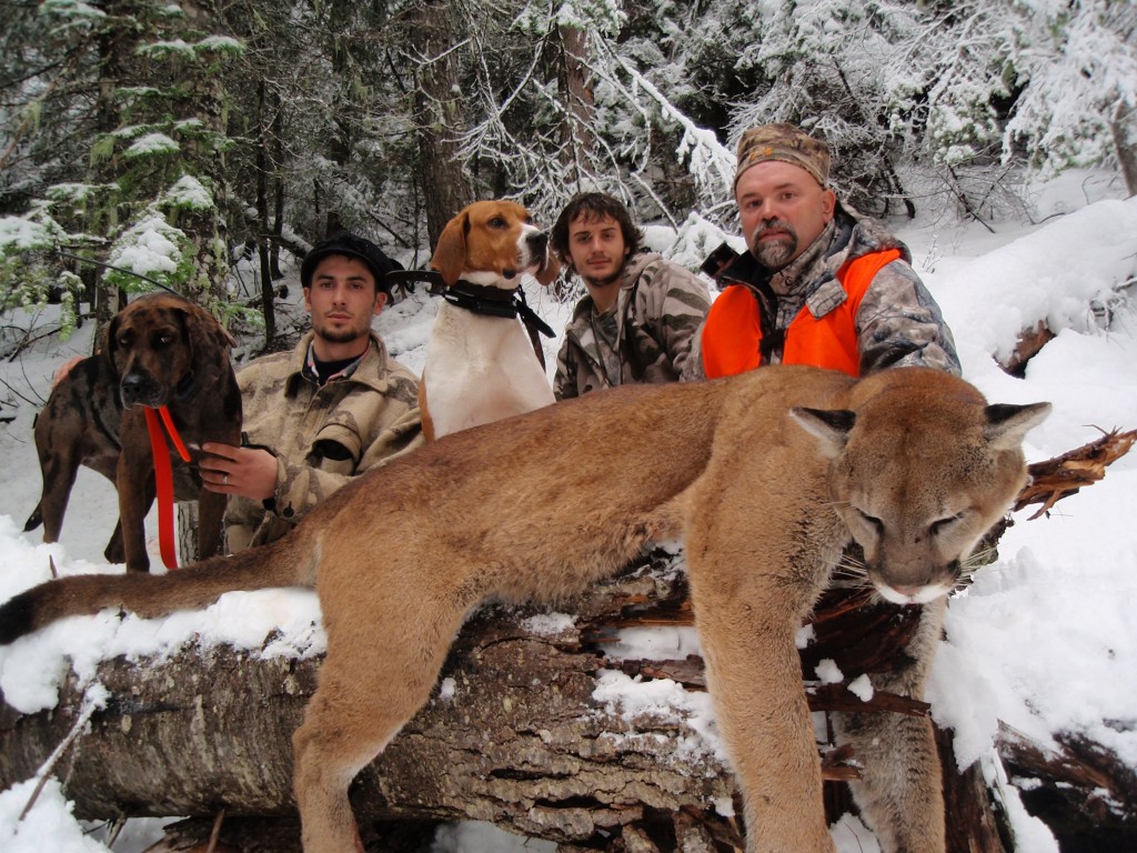 Montana Hunting Outfitter Mountain Lion Hunting Best Mt Cougar