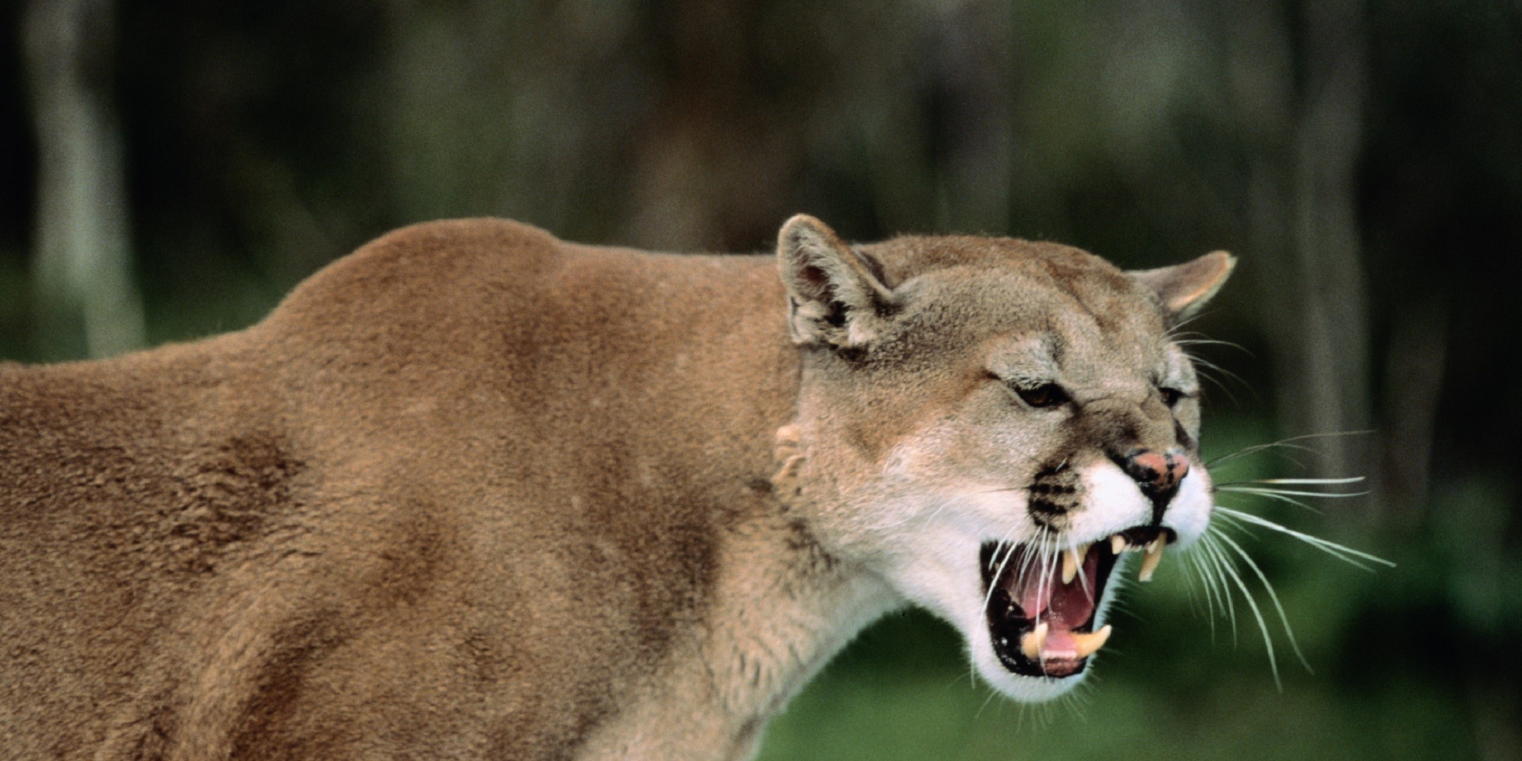 Mountain Lion 3 Wallpics