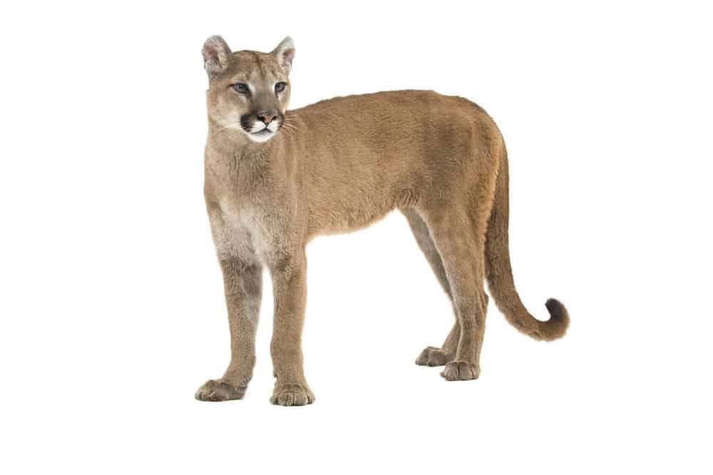 Mountain Lion Facts Worldatlas