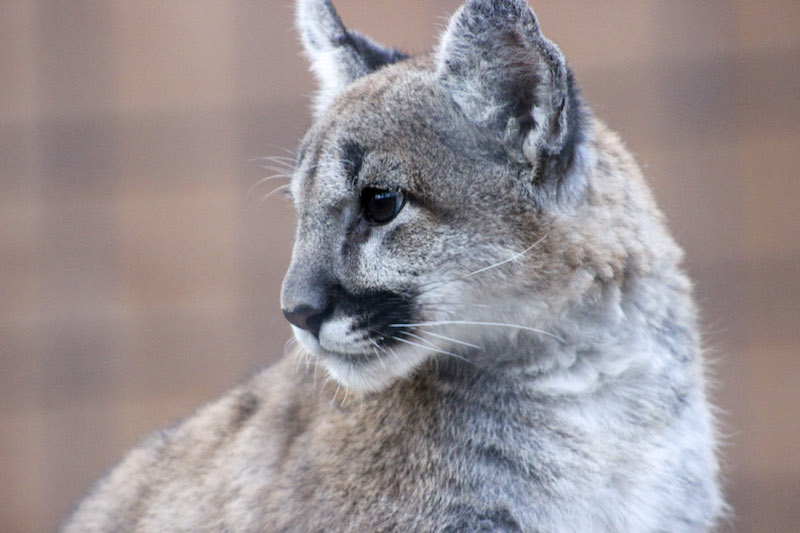 Mountain Lion National Wildlife Federation