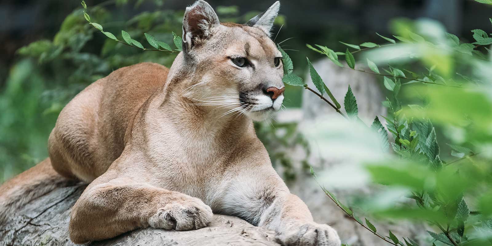 Mountain Lions In Your Parks What You Need To Know