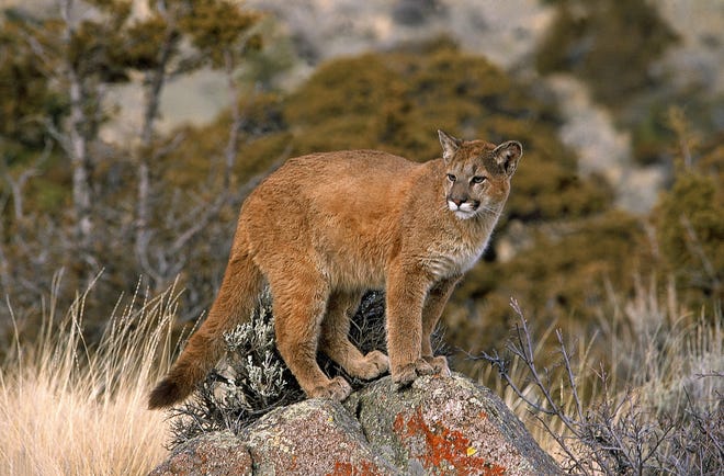 Mountain Lions Sighted In West Texas Youtube