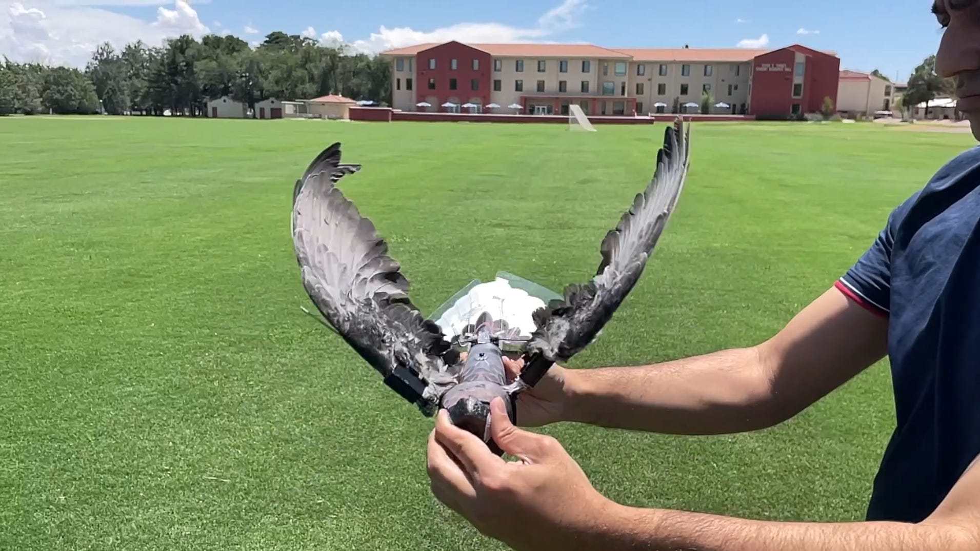 Nature Friendly Drone Birds Will Help Study Energy Conservation