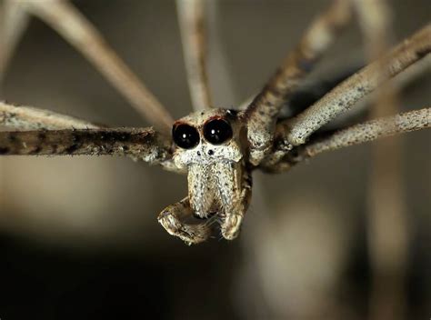 Ogre Faced Spider Net Casting Spider Gladiator Spider Deinopis Spinosa