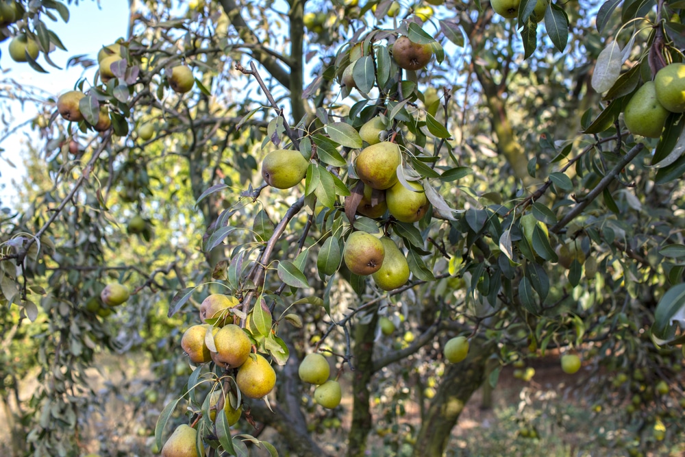 Pears How To Grow And When To Plant In Your Backyard Or Patio Garden