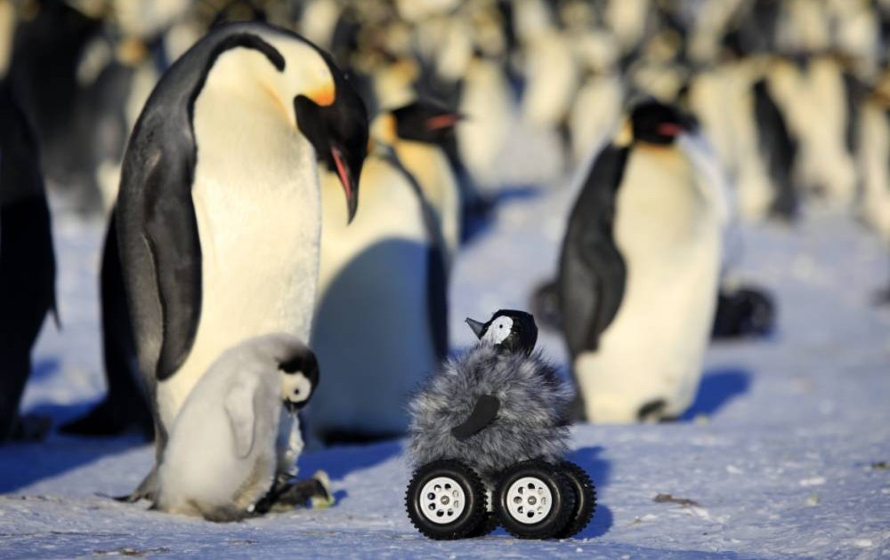 Penguin Colony Uncover Robot Spy Hiding In Their Midst Metro News