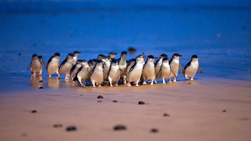 Penguin Parade Phillip Island Mum S Little Explorers