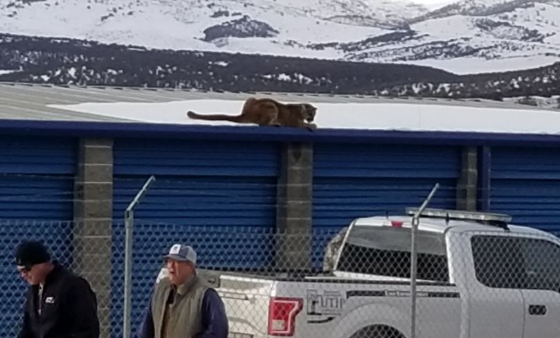 Photo Mountain Lion Spotted On A Roof In Fairview