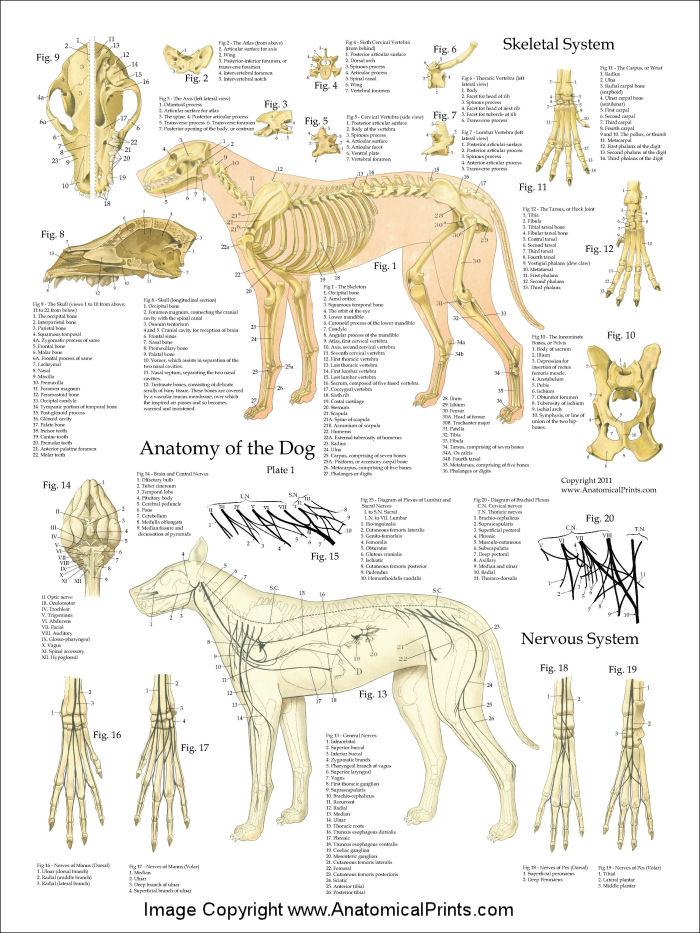 Printable Dog Anatomy Chart