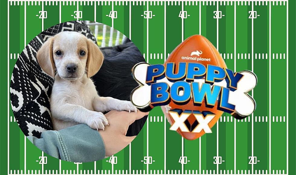 Puppy Bowl 1077 Wrkr