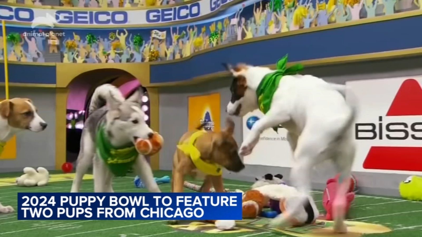 Puppy Bowl 2024 2 Chicago Area Dogs Arthur And Guy Fureri To