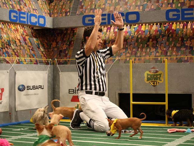 Puppy Bowl Unleashes Virtual Reality Experience