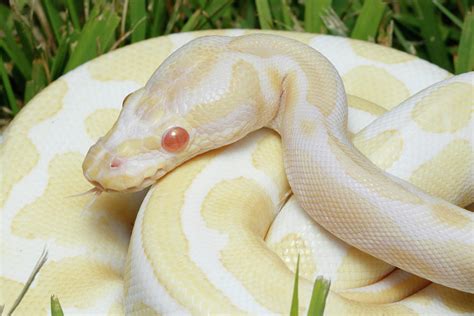 Python Albino Snake