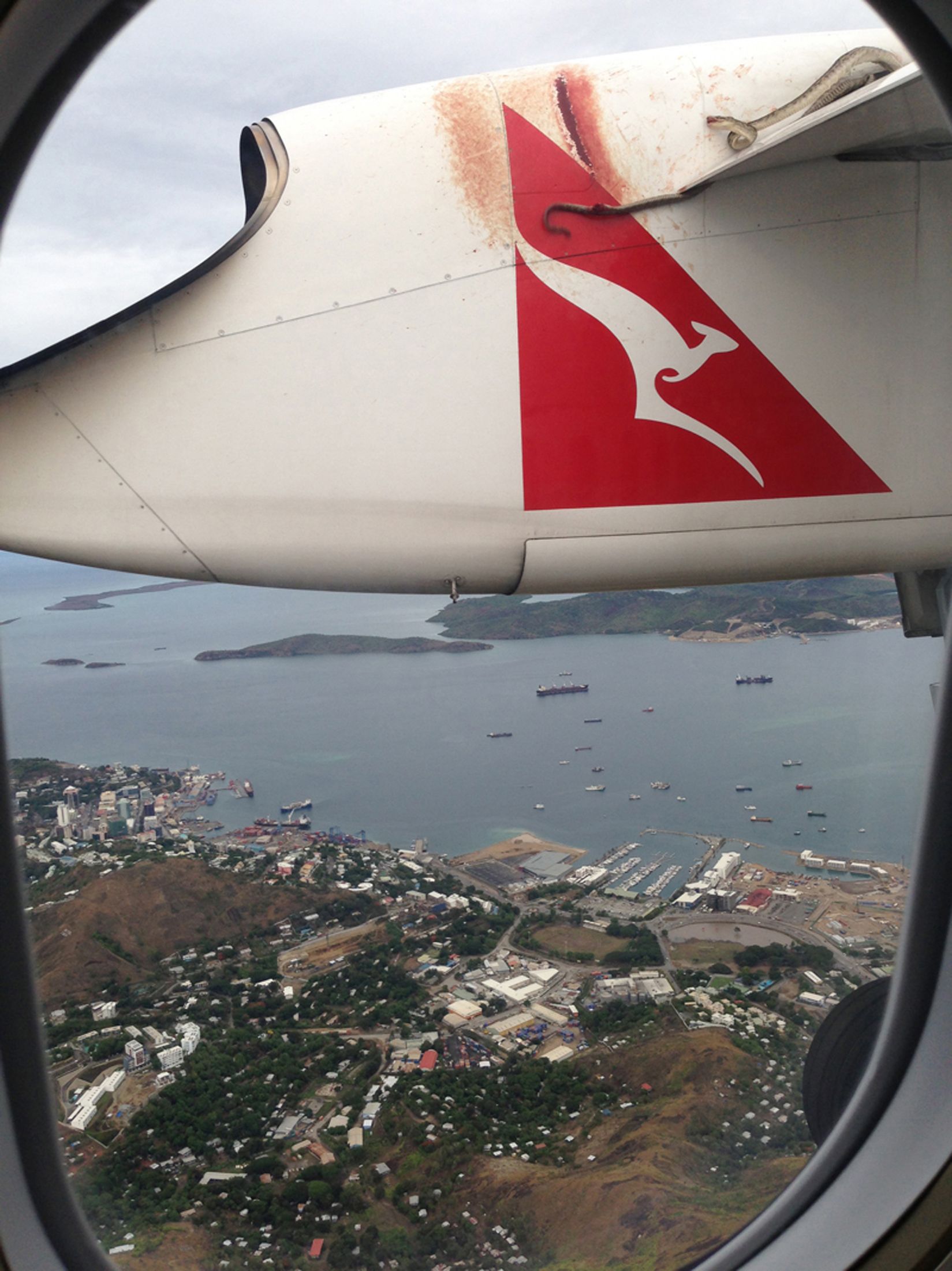 Python Snake On Qantas Airplane Real Life Snake On A Plane Python