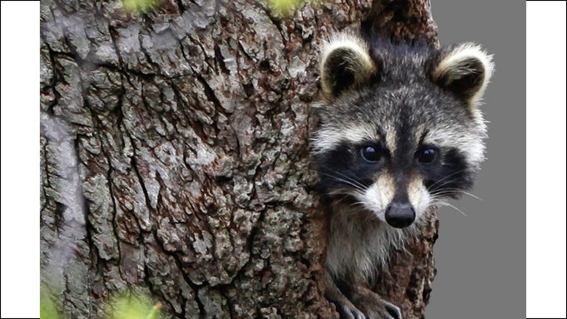 Raccoon Attacks Cat Youtube