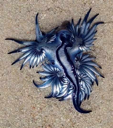 Rare Carnivorous And Fantastically Beautiful Blue Dragons Appear On