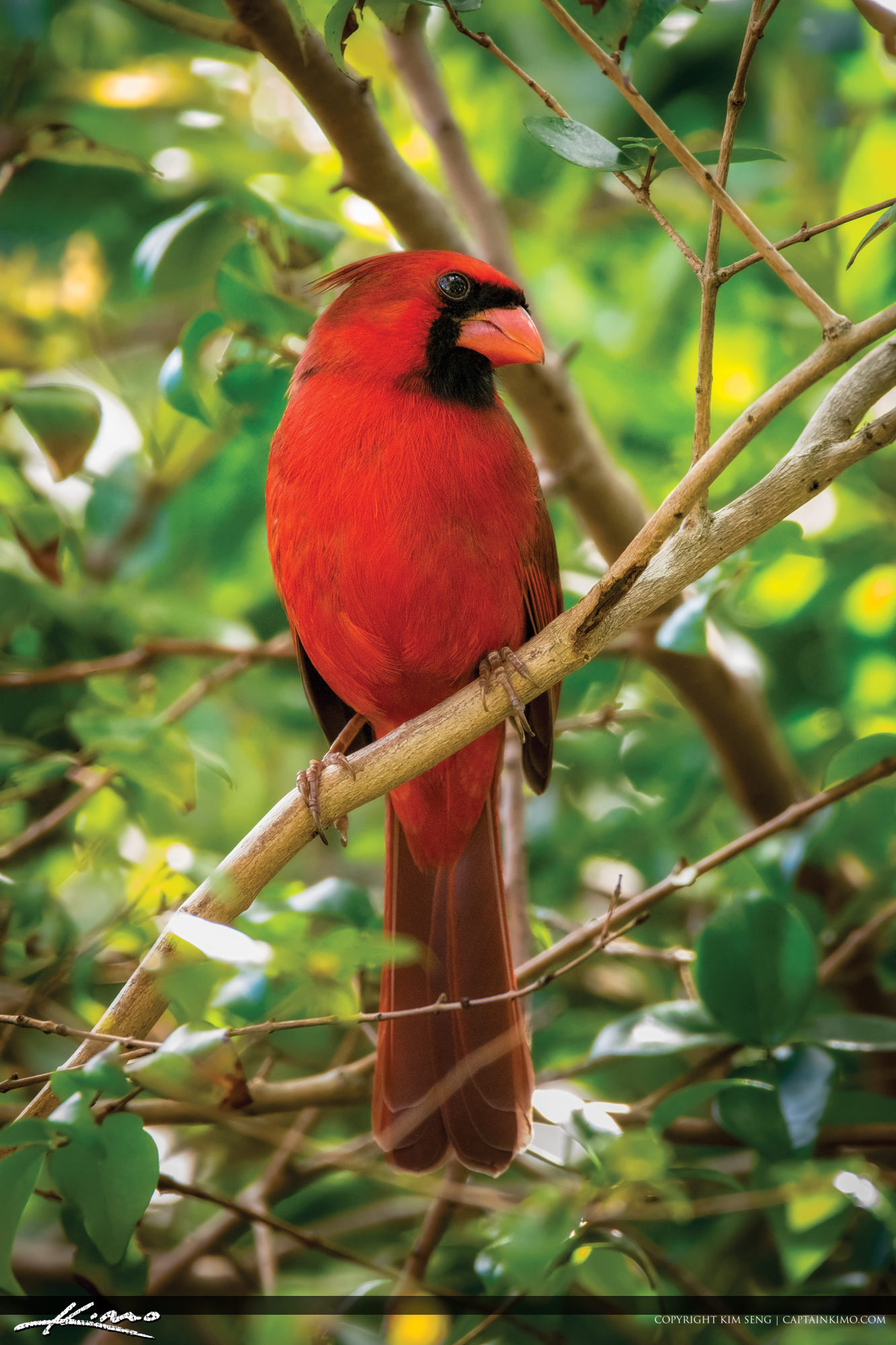 Red Cardinal Florida