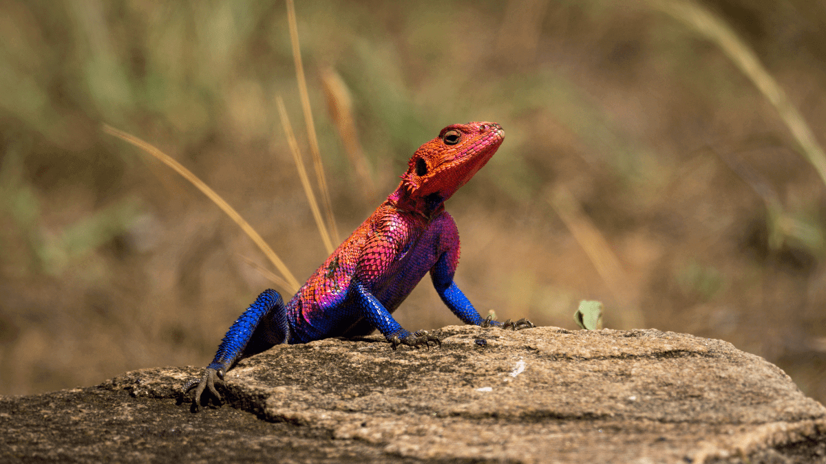 Red Headed Agama The World And Places Photo Blog