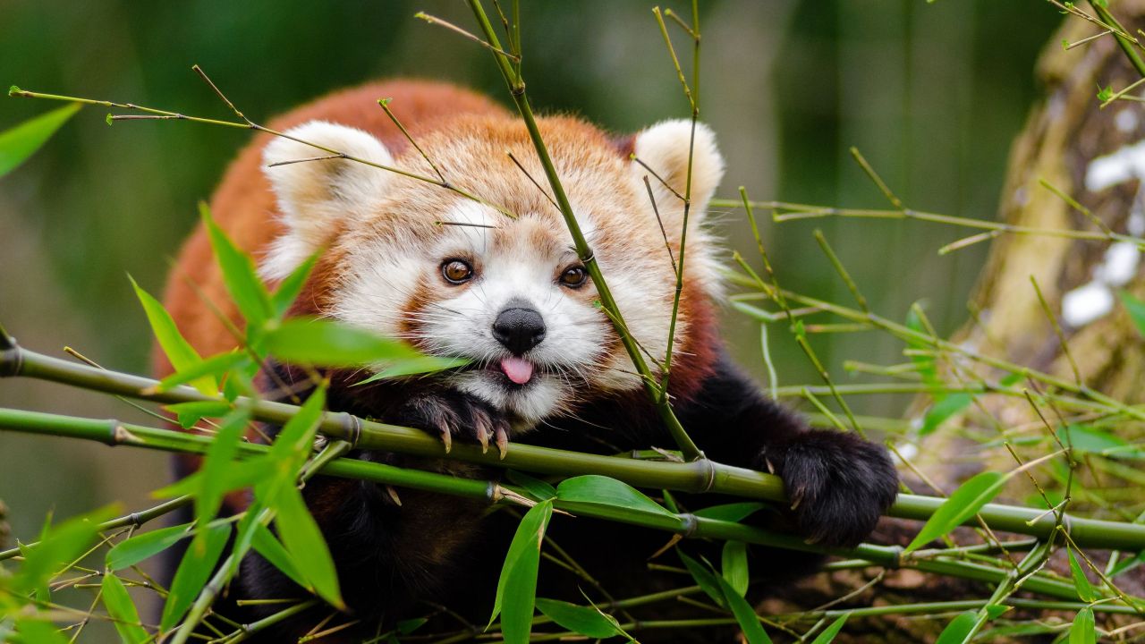 Red Panda Fact Sheet Blog Nature Pbs