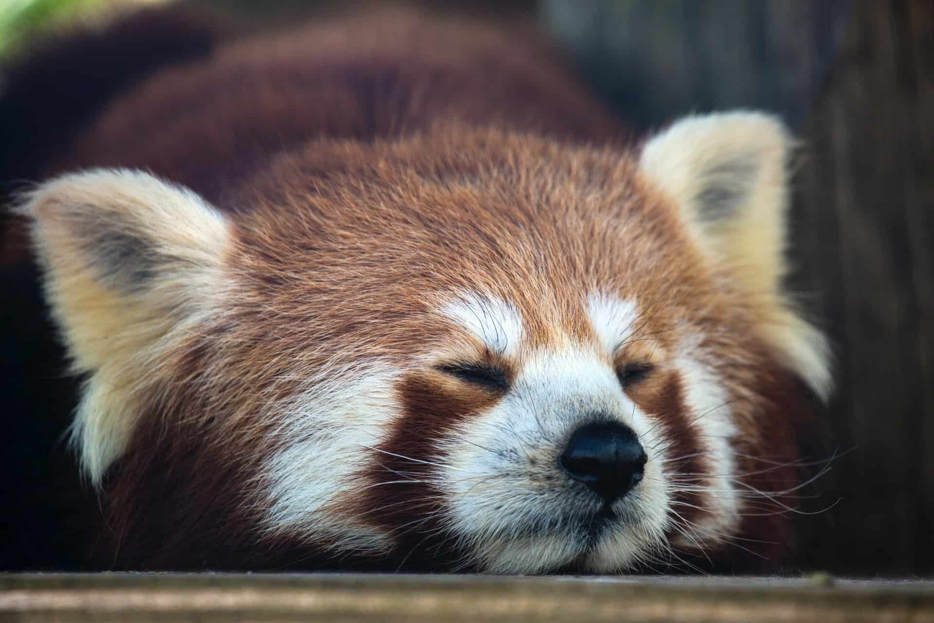 Red Panda Facts Astonishingceiyrs