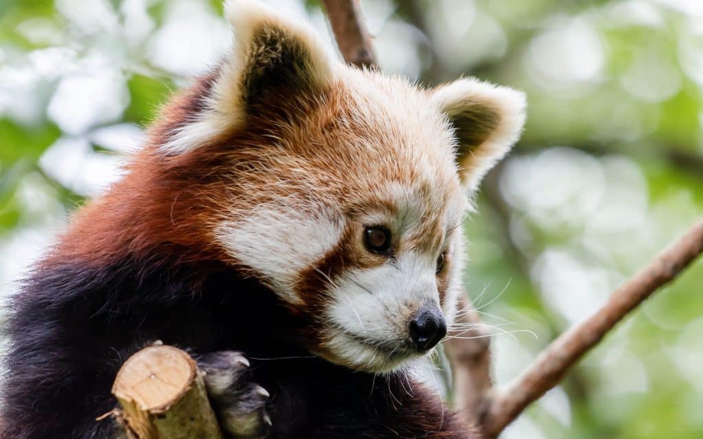 Red Pandas 5 Fabulous Facts That Will Leave You Smitten Newquay Zoo