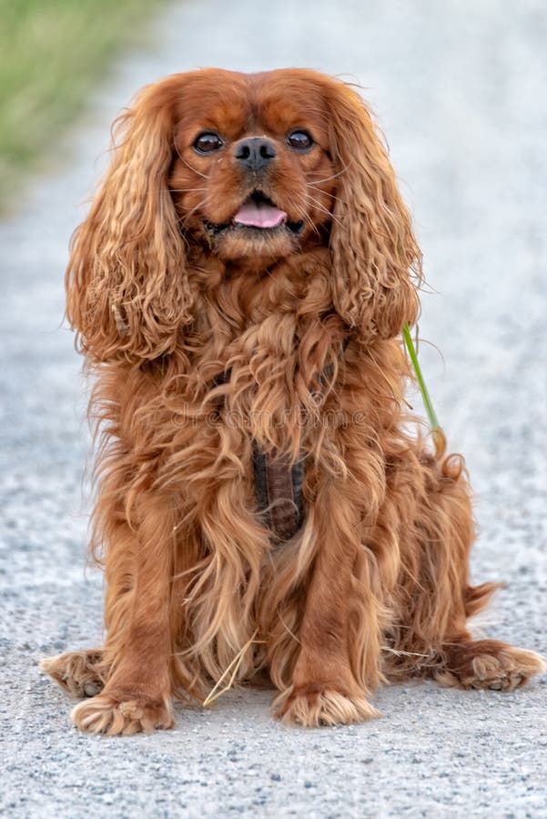 Ruby Cavalier King Charles Spaniel