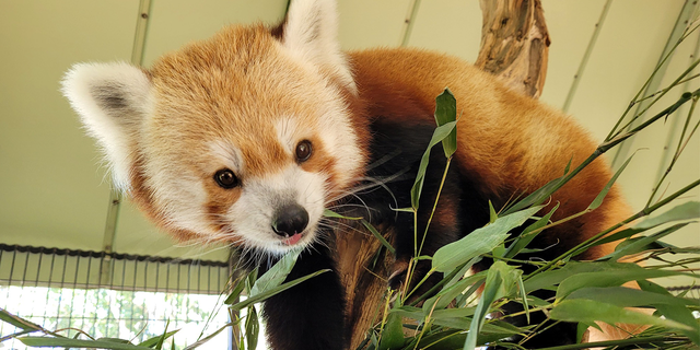 Rusty The National Zoo S Adorable New Red Panda Makes Debut Photos