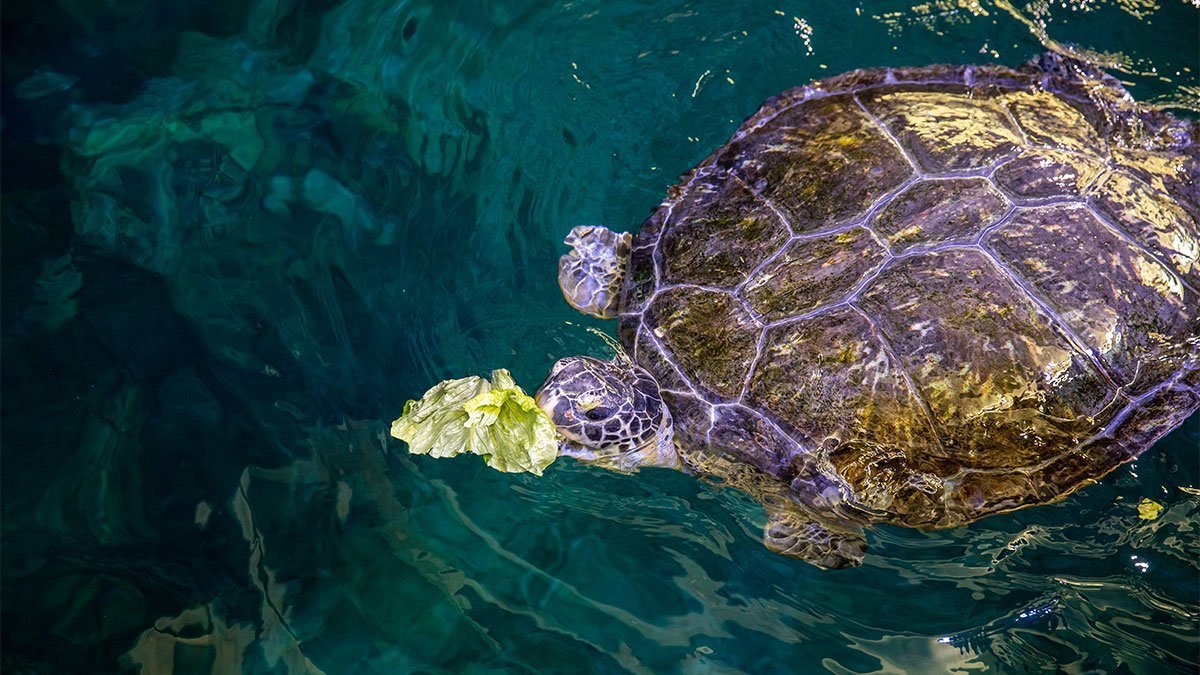 Sea Turtle Diet What Do Sea Turtles Like To Eat The Turtle Hub