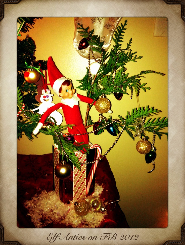 Shelfie The Elf Brought Back His Own Christmas Tree Back From The North