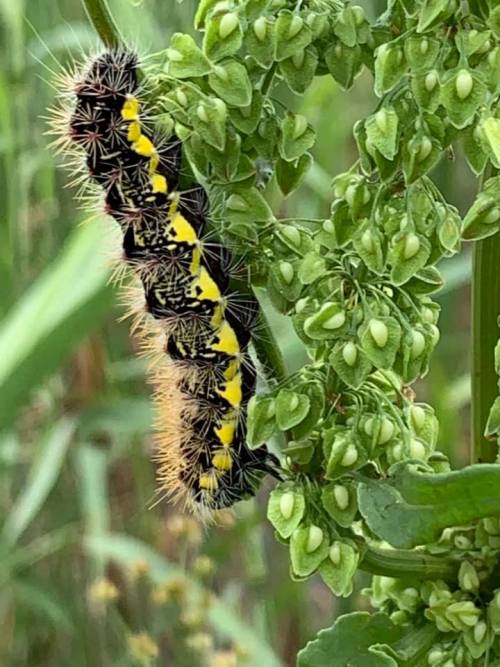 Smeared Dagger Moth Caterpillars Acronicta Rhamphotheca