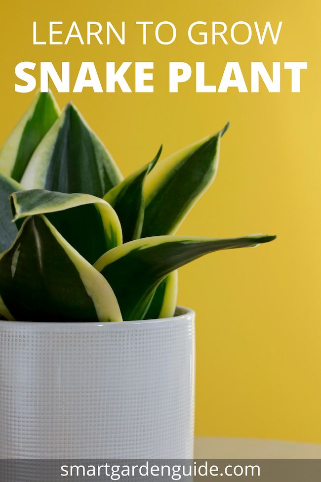 Snake Plant Care Tips Learn How To Grow And Care For Sansevieria