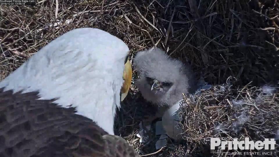 Southwest Florida Eagle Cam Guide To The Iconic Nest Updates On E23