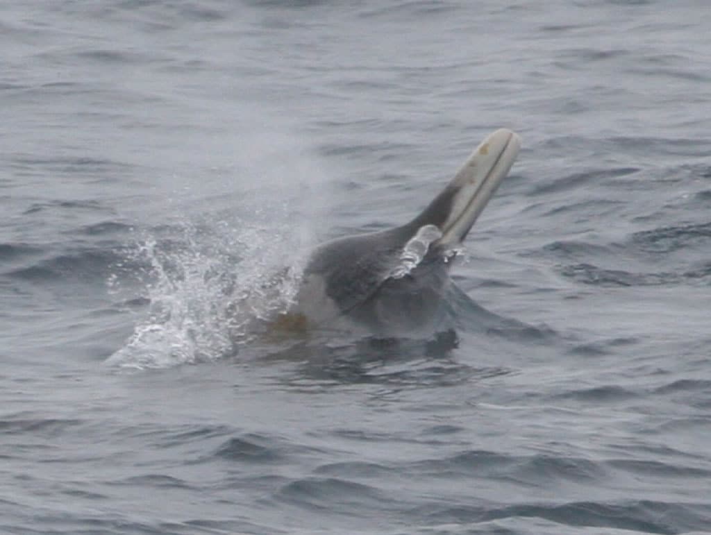 Spade Toothed Beaked Whales